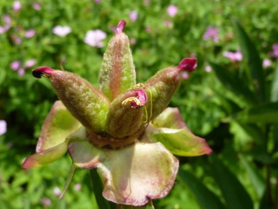 Weihenstephaner Garten